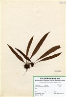 藏品(瓦葦)的圖片